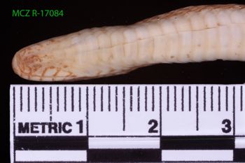 Media type: image;   Herpetology R-17084 Description: Specimen photo;  Aspect: head ventral